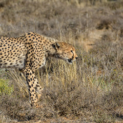 Juvenile Cheetah Stalking