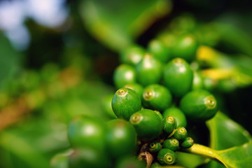 Green coffee beans growing on the bush at a coffee plantation in Maui, Hawaii 