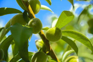 A green immature apricot grows on a tree branch against a blue sky and green leaves.