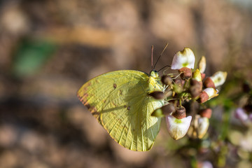 Green butterfly on white flower