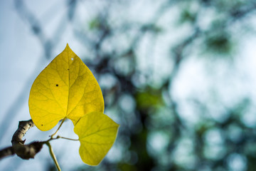Yellow leaf and the shadow