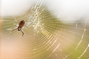 Spider on a sunny day