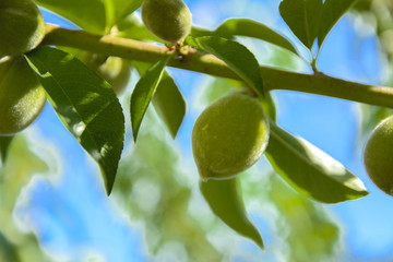 A green immature apricot grows on a tree branch against a blue sky and green leaves.