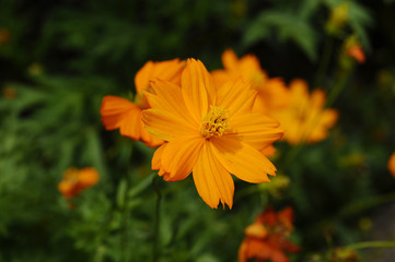 オレンジ色の花　キバナコスモス