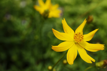 黄色の花　キバナコスモス