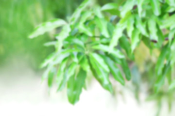 Blurred of Mango leaves green fresh, Mango tree blur in garden, Bunch of Mango leaves green blur for background