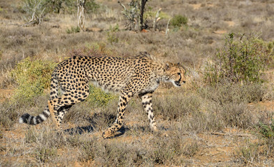 Juvenile Cheetah Stalking
