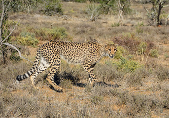 Fototapeta na wymiar Juvenile Cheetah Stalking