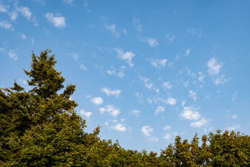 Nature background of blue sky with small white fluffy clouds, bottom lined by evergreen and maple trees
