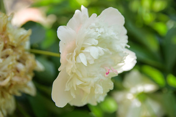 White rose close-up against a background of green leaves and a blurred background. Concept of shallow depth of field. In the category of the creative background of the screen saver, wallpaper.