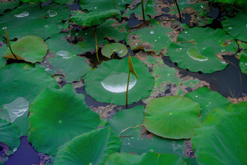 Water on the lotus leaf  in the poo