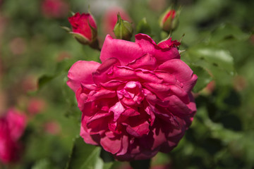 Red rose close-up against a background of green leaves and a blurred background. Concept of shallow depth of field. In the category of the creative background of the screen saver, wallpaper.