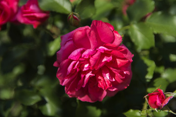 Obraz premium Red rose close-up against a background of green leaves and a blurred background. Concept of shallow depth of field. In the category of the creative background of the screen saver, wallpaper.