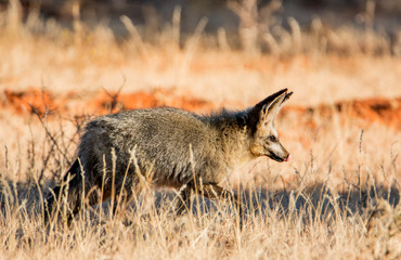 Bat-eared Fox