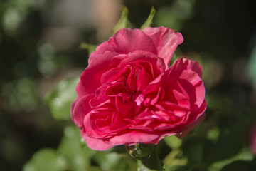 Red rose close-up against a background of green leaves and a blurred background. Concept of shallow depth of field. In the category of the creative background of the screen saver, wallpaper.