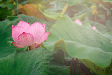Fototapeta na wymiar beautiful pink lotus flower in blooming at sunset