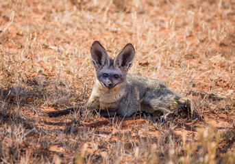 Bat-eared Fox