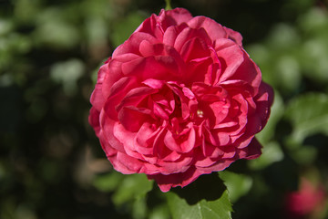 Red rose close-up against a background of green leaves and a blurred background. Concept of shallow depth of field. In the category of the creative background of the screen saver, wallpaper.