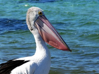 Pelicans at Emu Bay, Kangaroo Island, SA, Australia