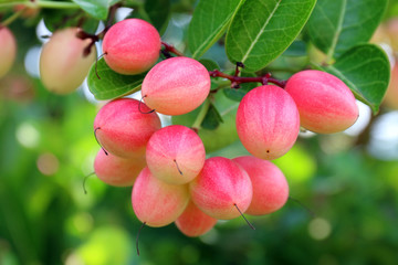 Carissa carandas, Carunda, Karonda seeds ripe pink or red colorful, tropical citrus karanda or koromcha fruit, Karanda(or carunda) fresh karanda(or Carunda)