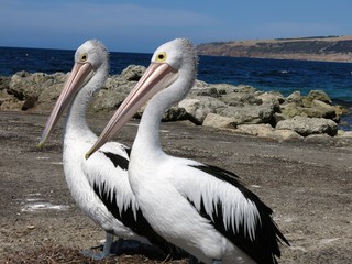 Pelicans at Emu Bay, Kangaroo Island, SA, Australia
