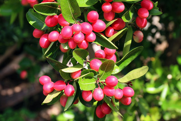 Carissa carandas, Carunda, Karonda seeds ripe pink or red colorful, tropical citrus karanda or koromcha fruit, Karanda(or carunda) fresh karanda(or Carunda)