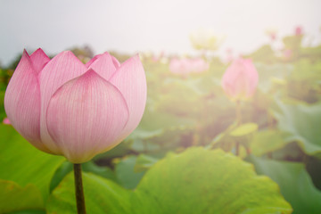 beautiful pink lotus flower in blooming at sunset