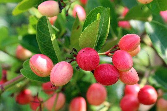 Carissa carandas, Carunda, Karonda seeds ripe pink or red colorful, tropical citrus karanda or koromcha fruit, Karanda(or carunda) fresh karanda(or Carunda)