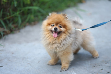 Little brown color pomeranian dog with happy smile face standing on the floor