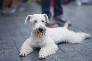 Little white color schnauzer dog happy sitting on the floor