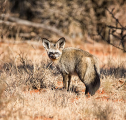 Bat-eared Fox