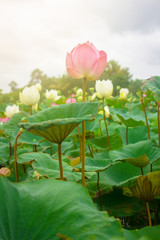 beautiful pink lotus flower