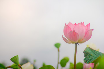 beautiful pink lotus flower