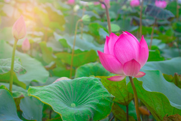 beautiful pink lotus flower