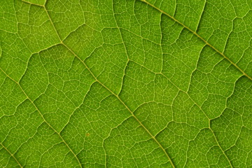 Background of green leaf texture