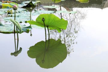 Lotus, Lotus leaf pad green on water nature, Lotus pad in pond garden farm, Lotus pad on the surface water © cgdeaw