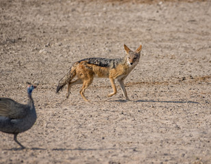 Black-backed Jackal