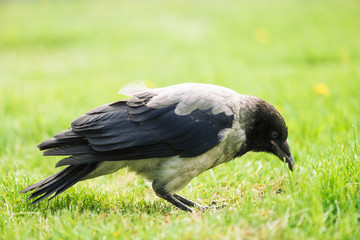 Obraz premium Black crow walks on green lawn with copy space. Raven on grass. Wild bird on meadow. Predatory animal of city fauna. Plumage of bird is close up. Detailed background of body of animal.