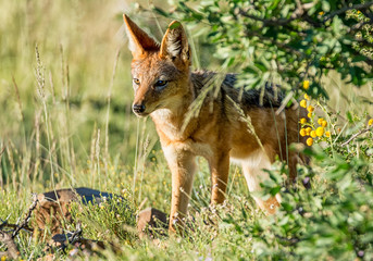 Black-backed Jackal