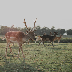 Deer herd at sunset