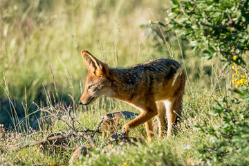 Black-backed Jackal