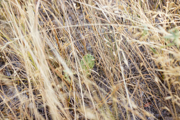 Dry grass and cacti in an arid climate close-up. Deserted plants. Succulents. Texas, United States