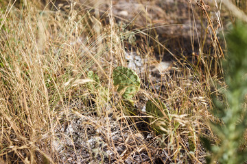 Dry grass and cacti in an arid climate close-up. Deserted plants. Succulents. Texas, United States