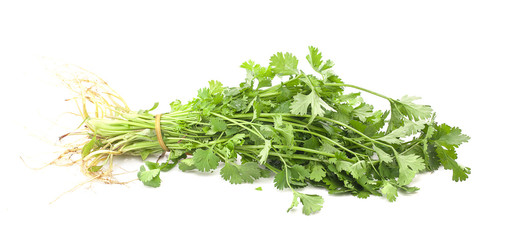 Green coriander leaves isolated on white background. This has clipping path.