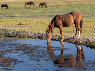 Wild Nevada Mustang horse drinking out of a stream.