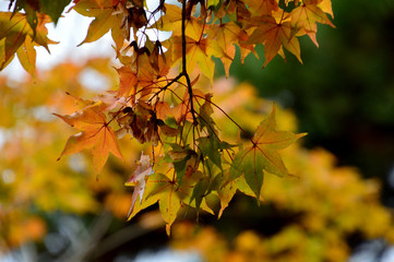 黄色く色づいたカエデ