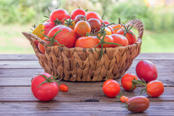 Fototapeta na wymiar Basket filled with colorful tomatoes