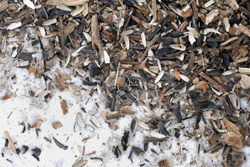 Sunflower seeds  on snow