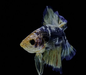 Siamese fighting fish fight blue fish, Betta splendens, Betta fish, Halfmoon Betta.