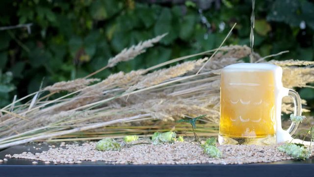 A light beer is poured into the mug, the table is filled with grain, hops. The foam overflows. Futa for the advertising of light beer.